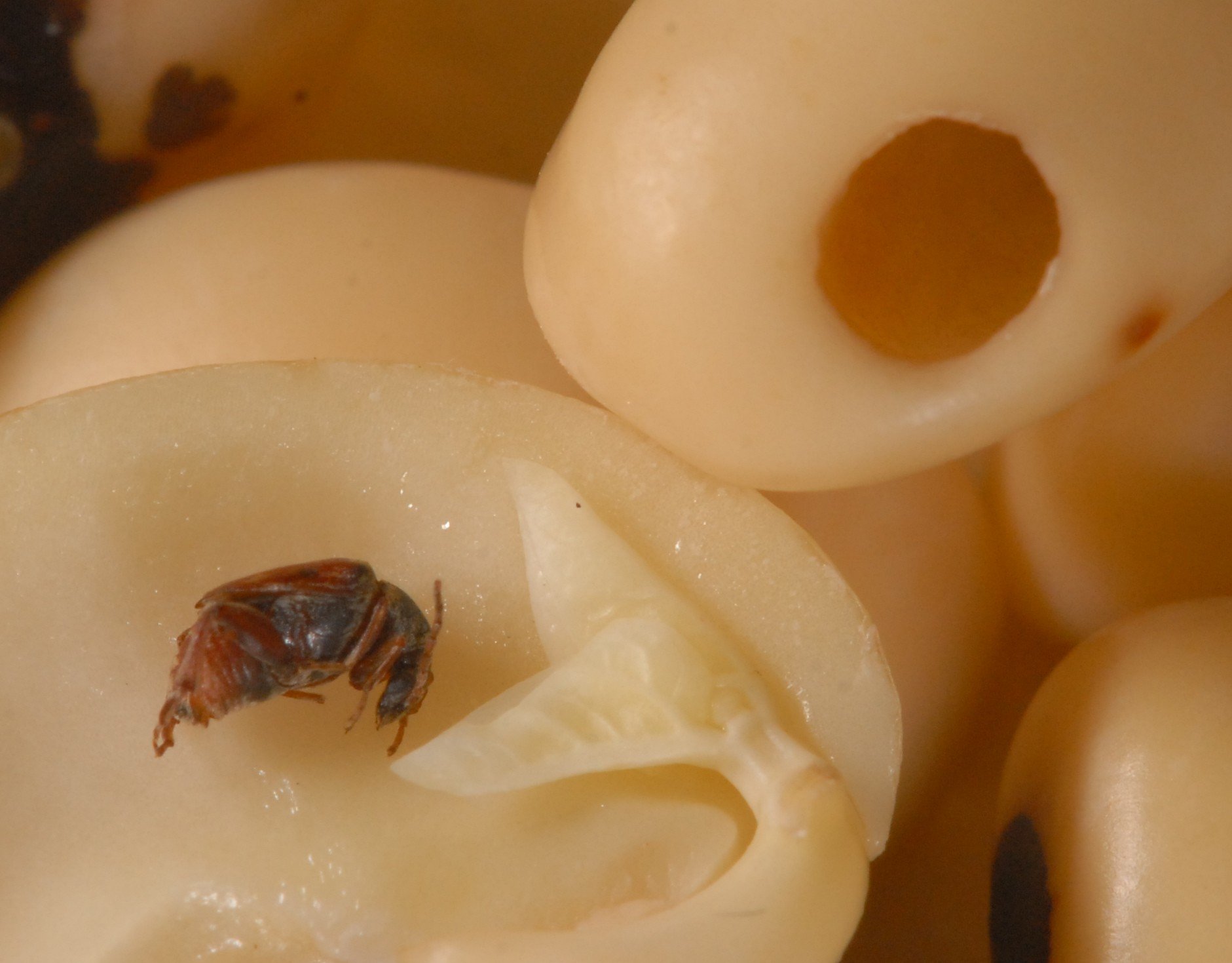 Storage pests Biovision Home.